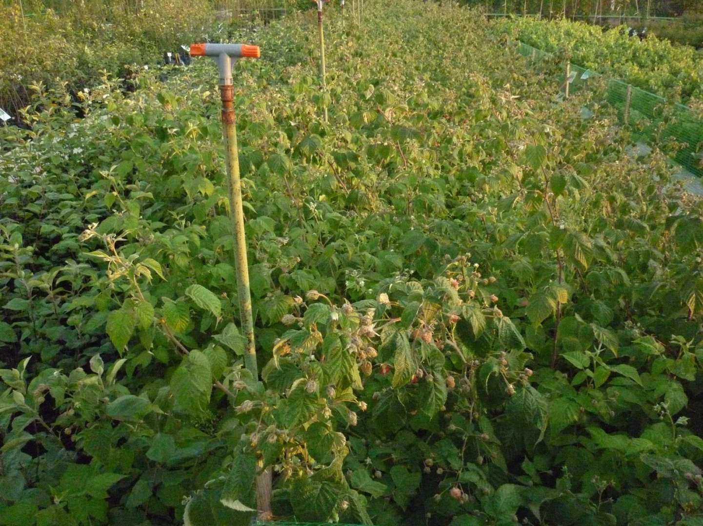 Купить Саженцы В Ижевске Питомник Медведево