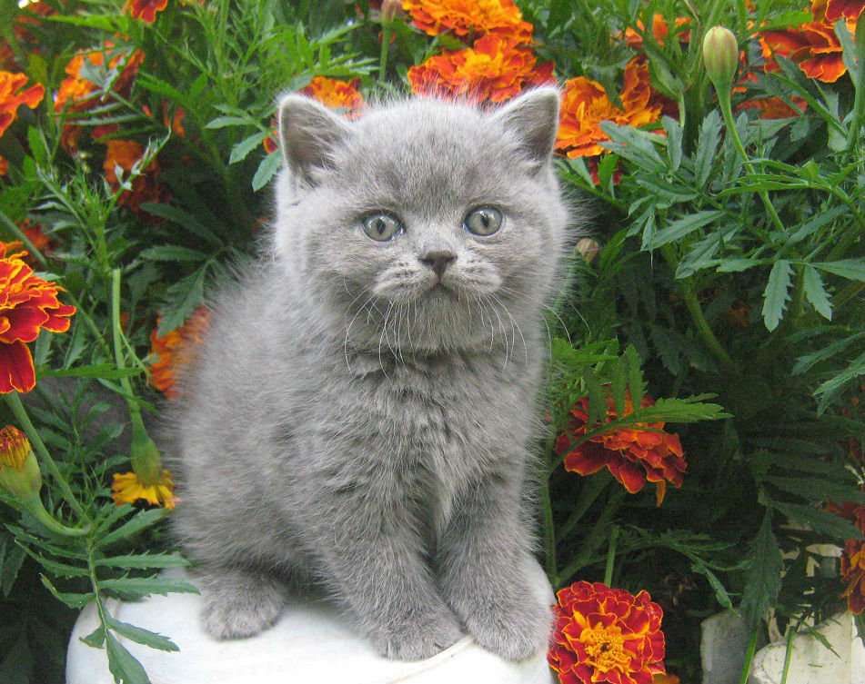 Питомник Британских Кошек Купить Котенка